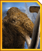 Woolly Mammoth